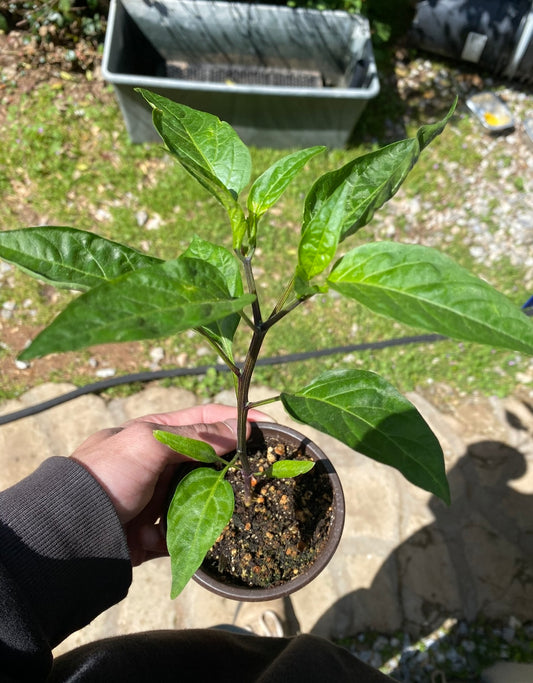 2 Live pepper plants (Caribbean Habanero) Pre Order for March